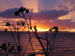 Apartamenty Villa Rossa 2  Tučepi